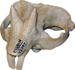 Ceratogaulus skull