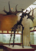 Irish Elk skeleton