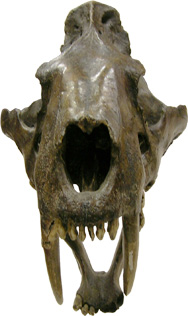 Smilodon skull, front view