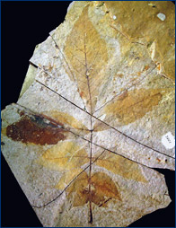Carya libbeyi leaf