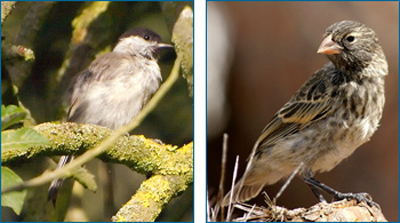 The Central European blackcap (left) and Galapagos ground finch (right) are two bird species that have undergone speciation recently, while scientists observed.