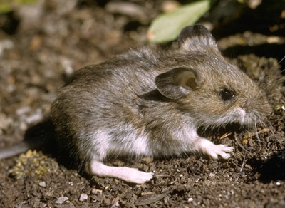 Pleistocene survivor, the deer mouse.  Photo by Glenn and Martha Vargas © California Academy of Sciences