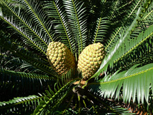 cycad cones close-up