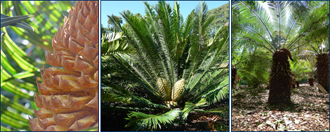 cycads