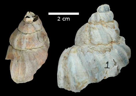 Neptuneidae specimens