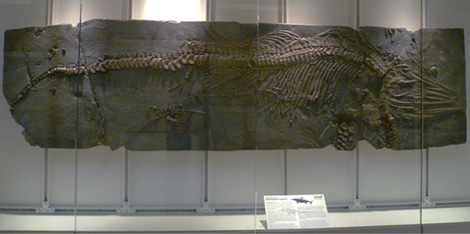 Ichthyosaur skeleton