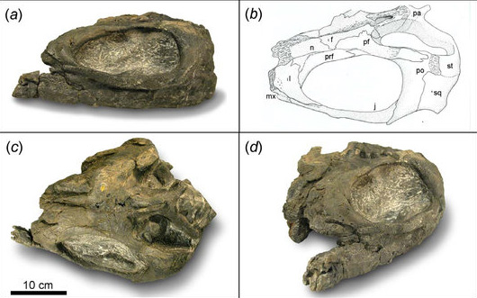 Partial Shastasaurus skull