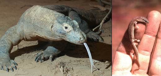 monitor lizard skull