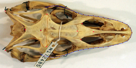 Varanid skull