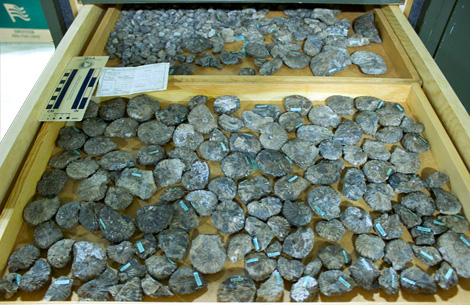 Drawer of ammonites