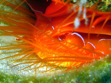 Disco clam flashing