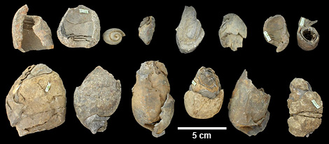 Actinella fossils