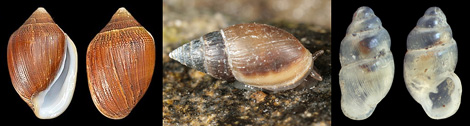 Air-breathing snails