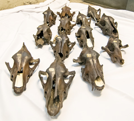 Wolf skulls