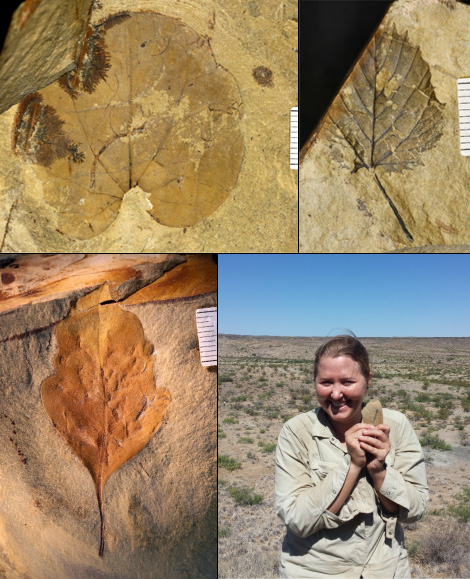 Leaf specimens and Dori