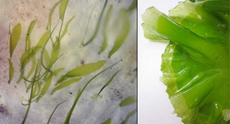 Left: These algae (<1cm) grew from reproductive cells of Ulva, also known as sea lettuce. Right: There is a color difference between reproductive and vegetative cells in Ulva. The former are the lighter ones along the margins.