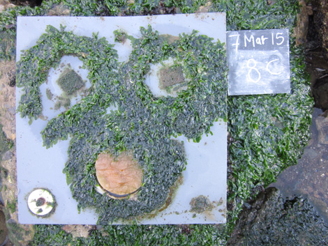 Algae established on a settling plate