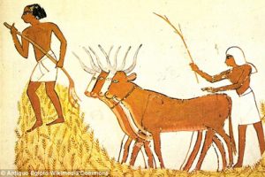 Egyptian farmers in the Neolithic period 5,000-6,000 years ago.