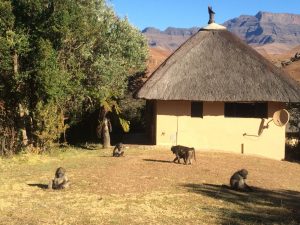 Chacma baboons (Papio hamadryas) eating grass at the Giant’s Castle resort in the Drakensberg. Photo by Tesla Monson