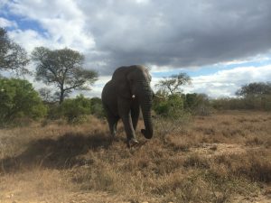 An African elephant (Loxodonta africana) in Kruger National Park, South Africa. Photo by Tesla Monson