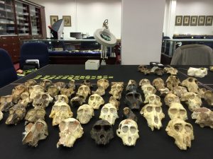 Fossil primates at the Evolutionary Studies Institute in Johannesburg, South Africa. Photo by Tesla Monson