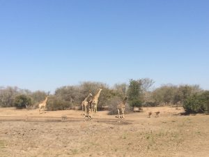 Giraffes (Giraffa camelopardalis), impala (Aepyceros melampus) and warthogs (Phacochoerus africanus) at a watering hole in Kruger National Park, South Africa. Photo by Tesla Monson