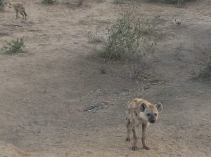 A baby spotted hyaena cub (Crocuta crocuta) in Kruger National Park, South Africa. Photo by Tesla Monson