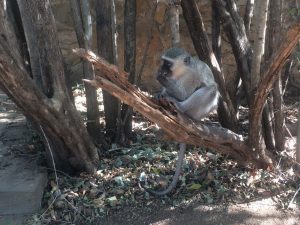 A vervet monkey (Chlorocebus pygerythrus) hangs out near a rest area in Kruger Park, South Africa. Photo by Tesla Monson