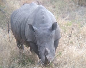 A white rhinoceros (Ceratotherium simum) in Kruger National Park, South Africa. Photo by Tesla Monson