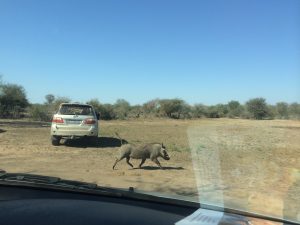 A warthog (Phacochoerus africanus), also known as “Radio Africa,” runs with its tail up. Photo by Tesla Monson