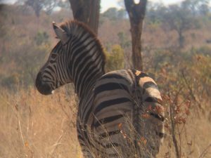 A zebra (Equus burchelli) in Kruger National Park, South Africa. Photo by Tesla Monson