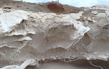 Caliche forest that dates to the Last Glacial Maximum; fossil root casts- many of which are Giant Coreopsis- are visible. Caliche is a sedimentary rock made of calcium carbonate cement. Photo by Emily Orzechowski. 