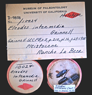 Image of Holotype 10024. Online specimen record.