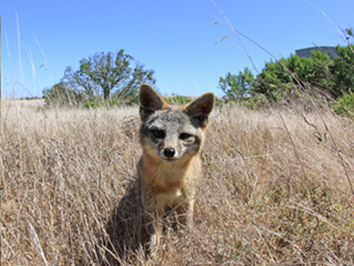 Island fox on San Nicolas Island. Island foxes are dwarfed relatives of mainland California’s gray fox. Adult island foxes weigh about 4 pounds. Photo curtesy of the Island Conservancy. 