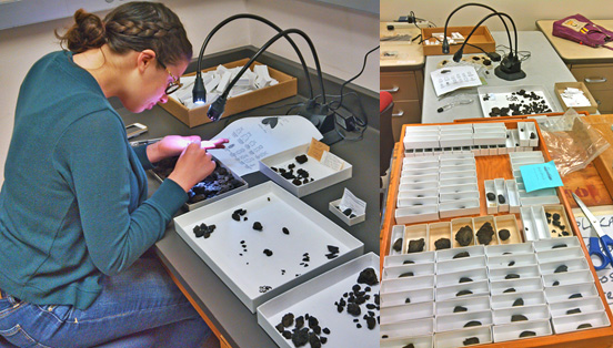 Meschelle Thatcher (left) examining the uncatalogued McKittrick bulk asphalt samples for beetle remains and her finds (right). 