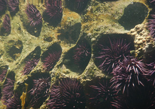 Intertidal sea urchins living in holes bored into Eocene sandstone on San Nicolas Island.
