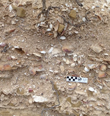 Close-up of marine terrace sediments from one of the island’s oldest marine terraces (~1,200,000 years old). Fossil preservation on this terrace is exceptionally good- with original shell color preserved on many specimens. 