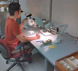 Hiep using the microscope camera-lucida setup to make tracings of his specimens. 