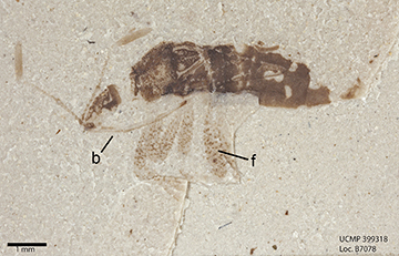 Stewart Valley rhopalid in side view where one can see similar markings, an enlarged back femur (f) and the long beak (b) typical of hemipteran insects. Image courtesy of Iyawnna Hazzard.