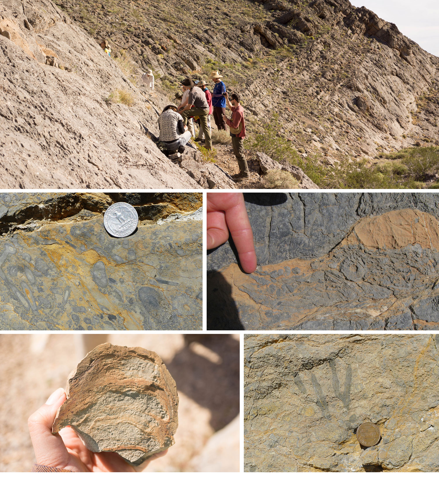 Photo above: Checking out more fossils in Bat mountain, photo credit Helina Chin; Archaeocyathids in the field phtos by Ivo Duijnstee and Erica Clites, stromatolite, photo credit Helina Chin, brancing archaeocyathid, photo credit Ivo Duijnstee