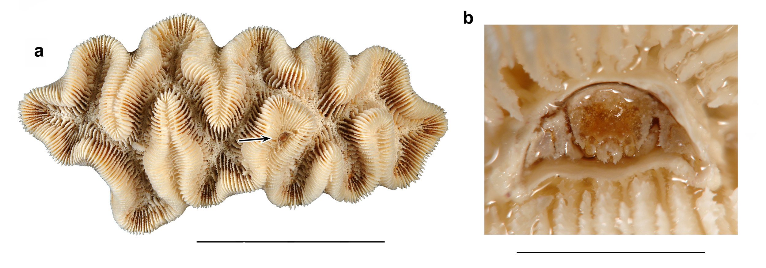 Figure 1 white v2 small