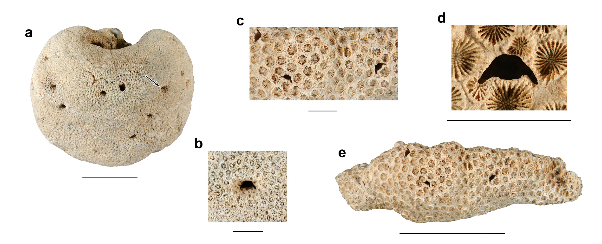 Cryptic caves and paleoecology of crustaceans in Cenozoic coral reefs