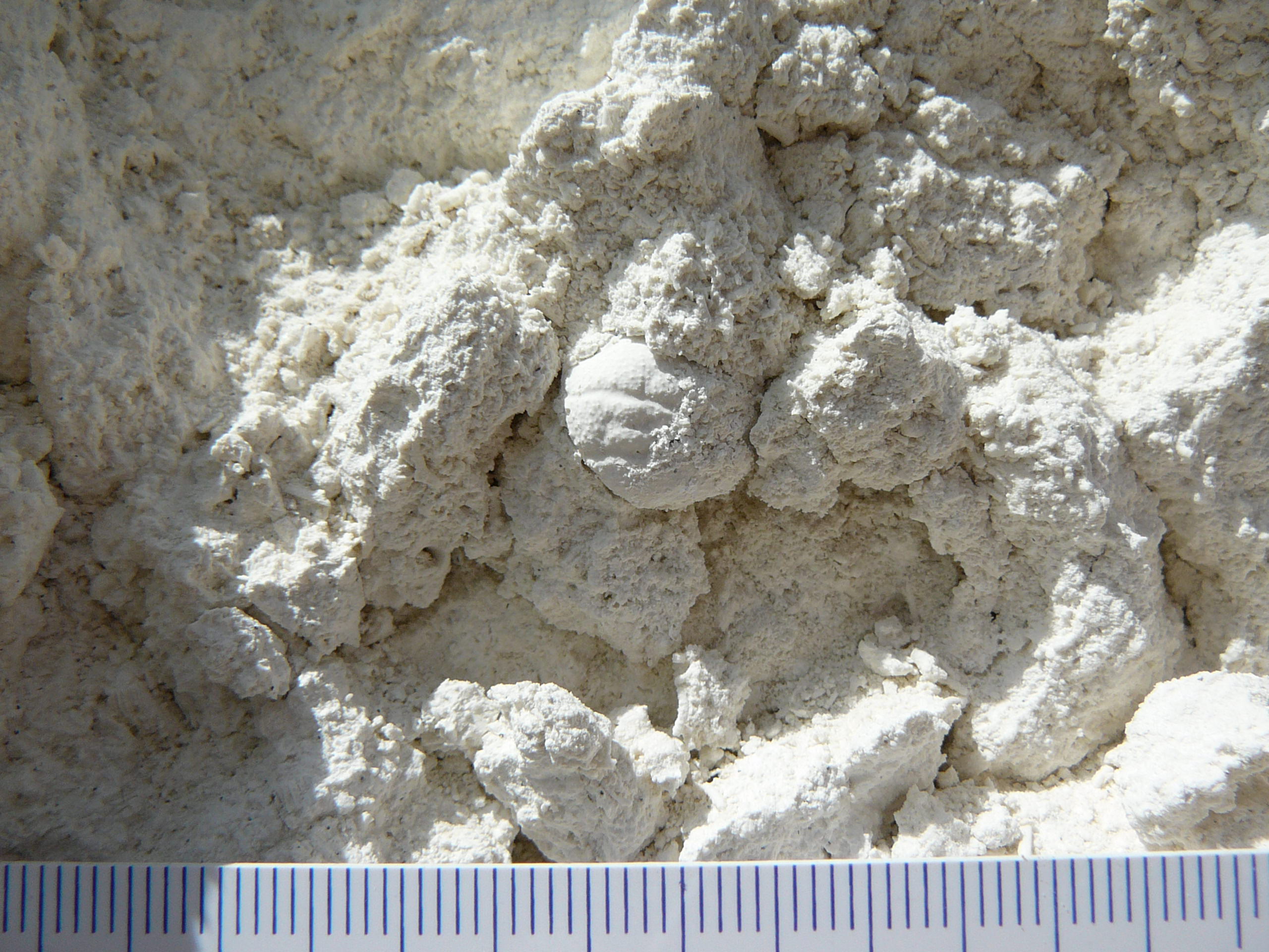 Some crabs can be readily seen in the wall of the quarry. Here an example of a partially exposed carapace of Dromiopsis rugosus.
