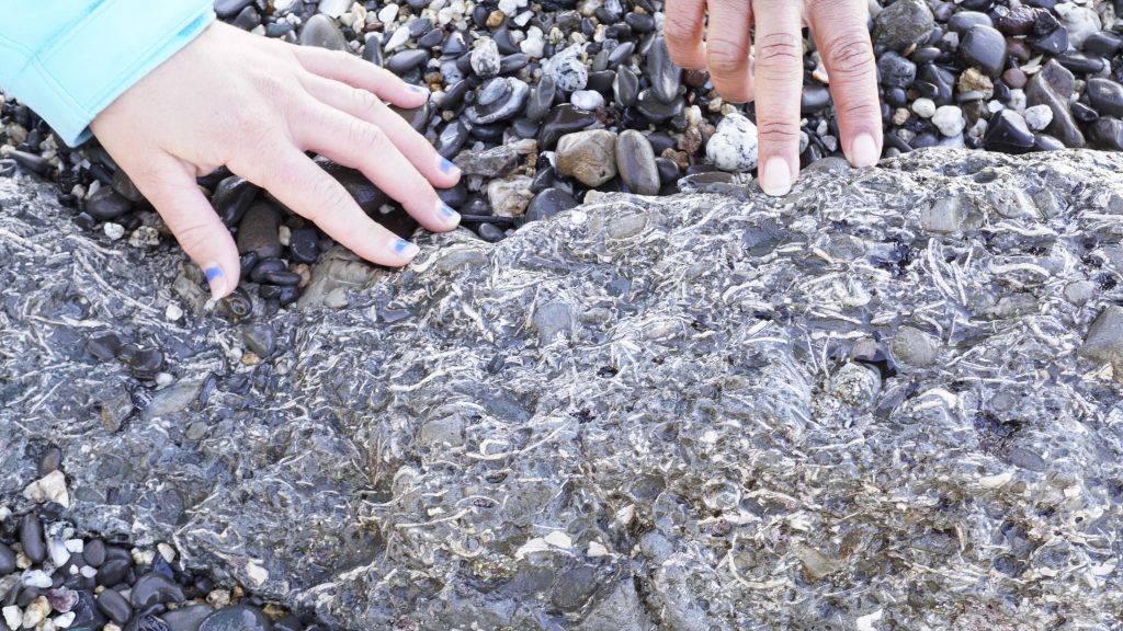 Some of the shells are concentrated into highly fossiliferous sandstone and conglomerate beds, dense with fragments of bivalve and gastropod shells, with occasional echinoids and other fossils. The shells are highly fragmented and are embedded in pebble conglomerate suggesting these may be storm beds.