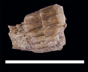 Figure 2. Specimen DMNH 16950. Fossil lizard tail showing signs of regeneration. Scale bar = 1 cm.