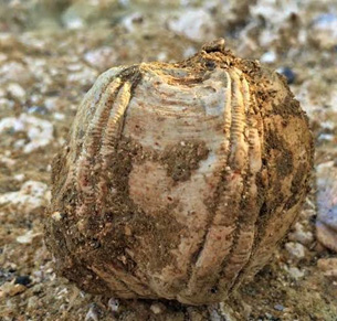 A fossil humpback whale barnacle, Coronula diadema, that we recently found in Plio-Pleistocene deposits of Panama. 