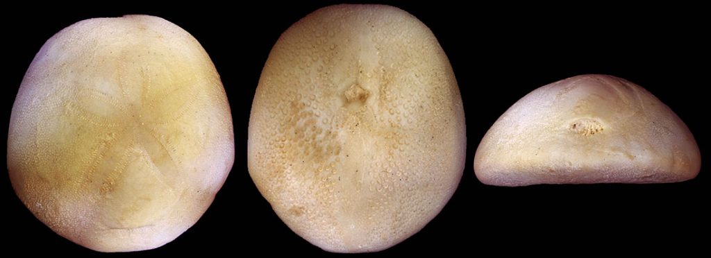 Photographs of Rhyncholampas gouldii (Bouve) (Cassidulidae) in aboral, oral and posterior view (from left to right).