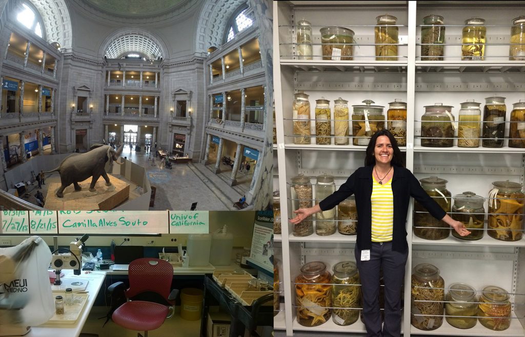 Figure 5: Photograph of the NMNH building (top left), of my workstation at the Museum Center in Suitland (bottom left), and of myself with the oversized echinoderms in the wet collection (right).