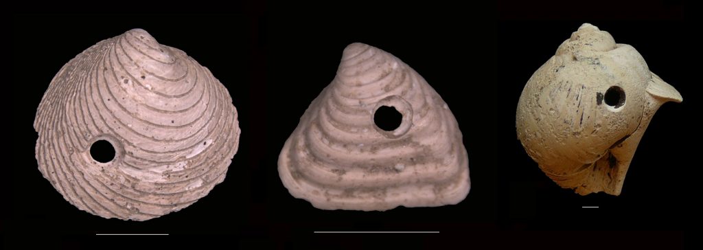 Predatory drill holes in ~4 million-year-old bivalve and gastropod shells from the Netherlands. Not only mollusks, but also other organisms such as crabs can be victims of drilling predators. Check out this spectacular video! First and last image from Klompmaker (2009, PALAIOS). Scale bar width = 2.0 mm.