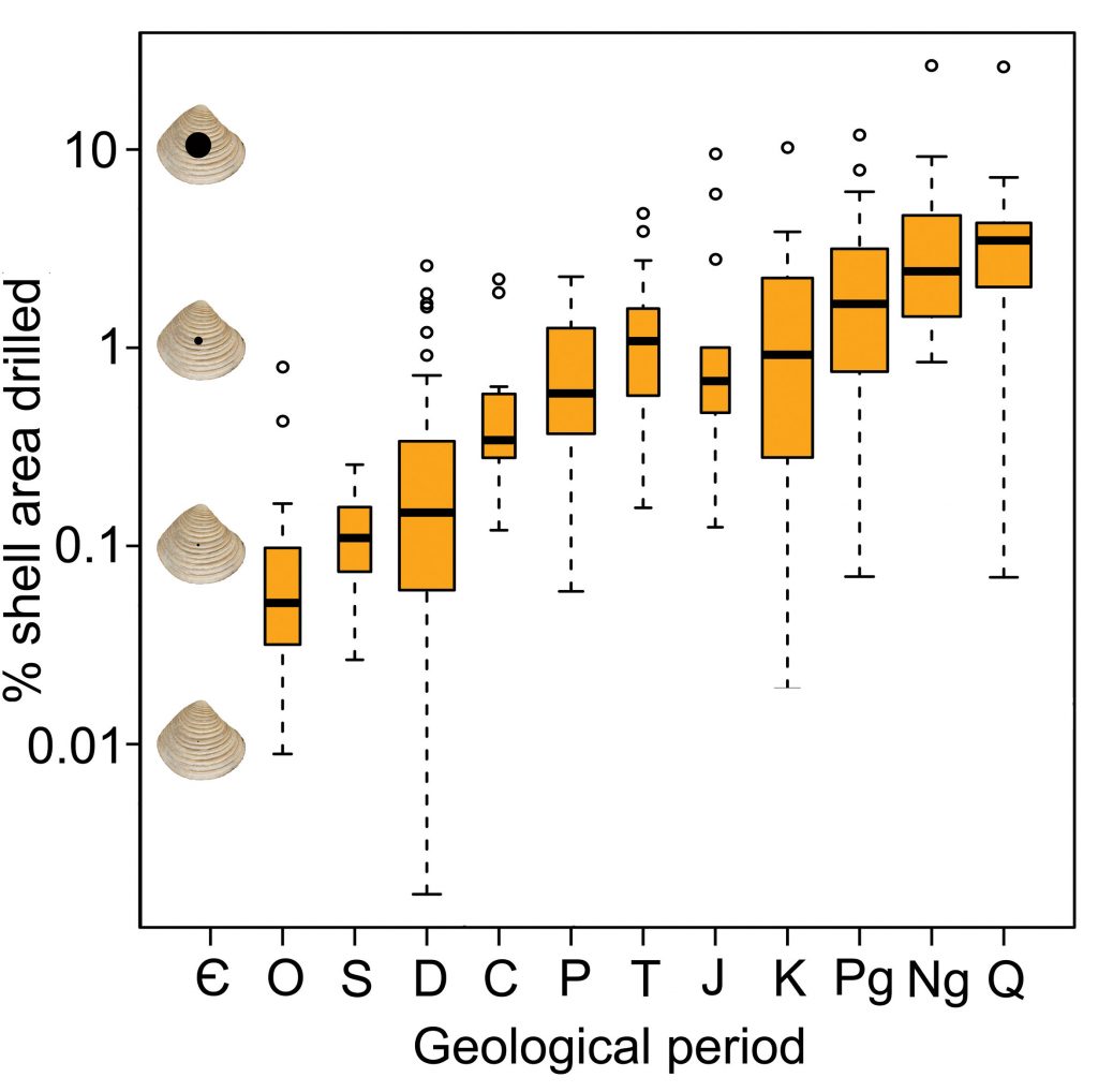 The percentage of shell area that is drilled (a measure of predator-prey size ratios) throughout the Phanerozoic. Modified from Klompmaker, Kowalewski, Huntley & Finnegan (2017, Science).